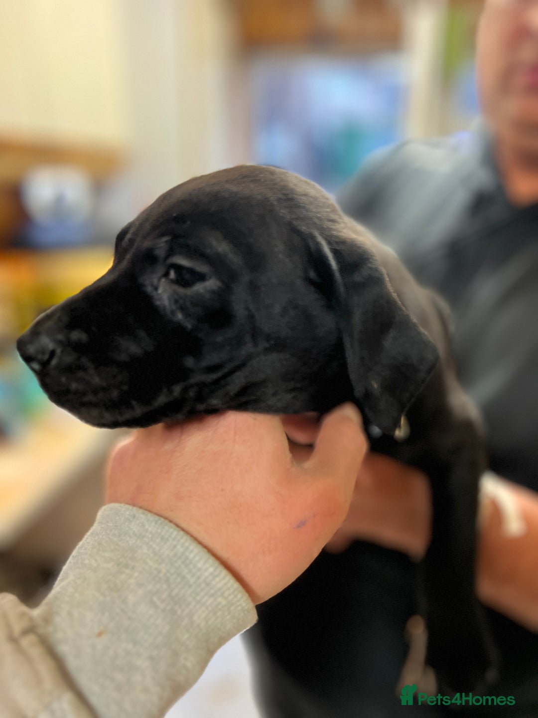 Labrador Retriever dogs for sale: Beautiful Labrador  - Advert 2