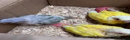 Conures birds for sale: Conure Hand Reared Babies Looking for new perches - Advert 10