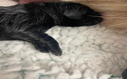Mixed Breed dogs for sale: Loving lap pup full of snuggles  - Image 6