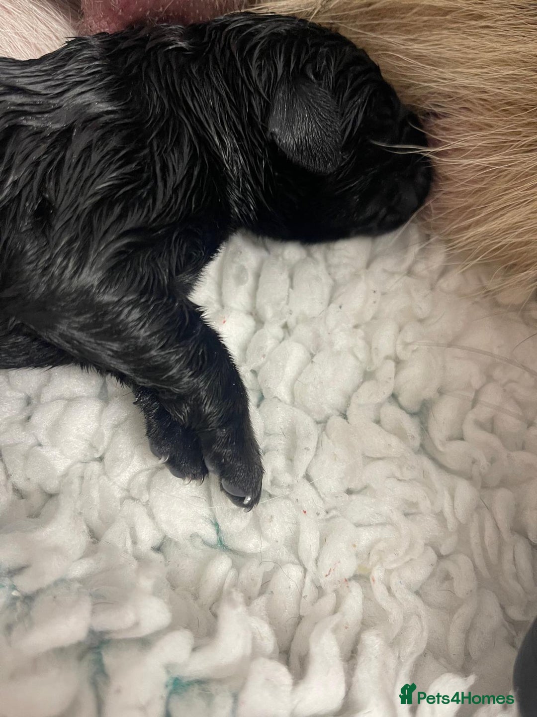 Mixed Breed dogs for sale: Loving lap pup full of snuggles  - Image 6