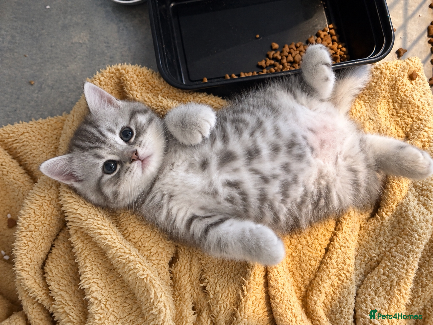 British Shorthair cats Female British Shorthair Kitten - Advert 1