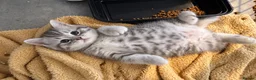 British Shorthair cats for sale: Female British Shorthair Kitten - Advert 1