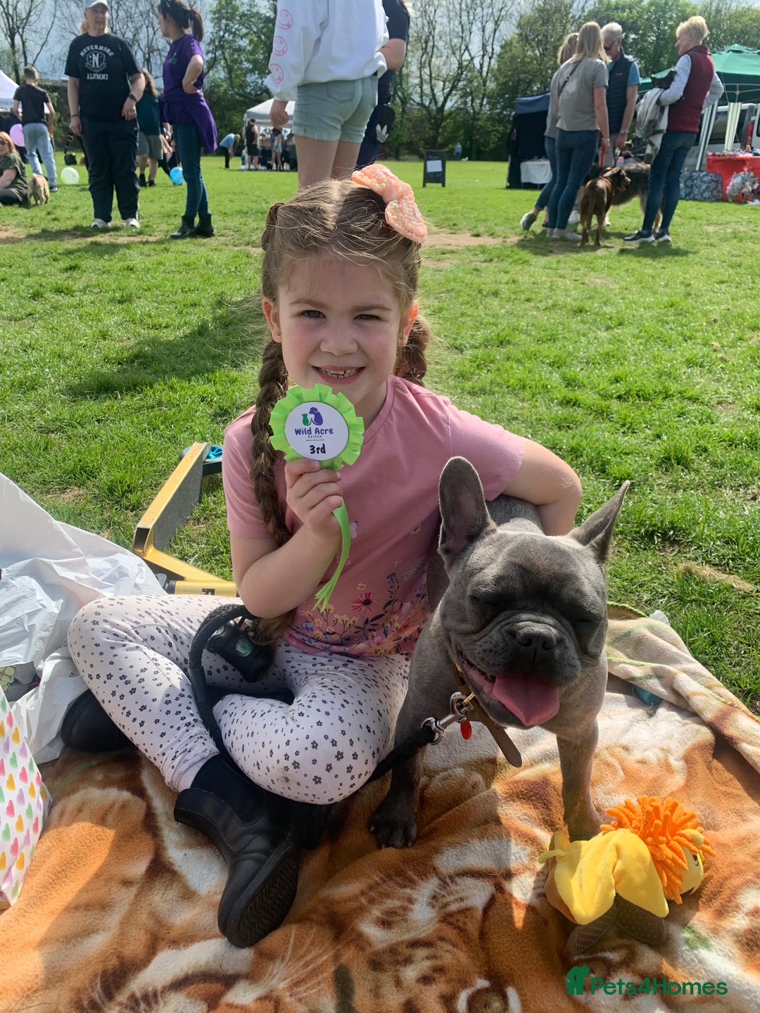 French Bulldog dogs for sale: Blue female French bulldog 2years old - Image 11