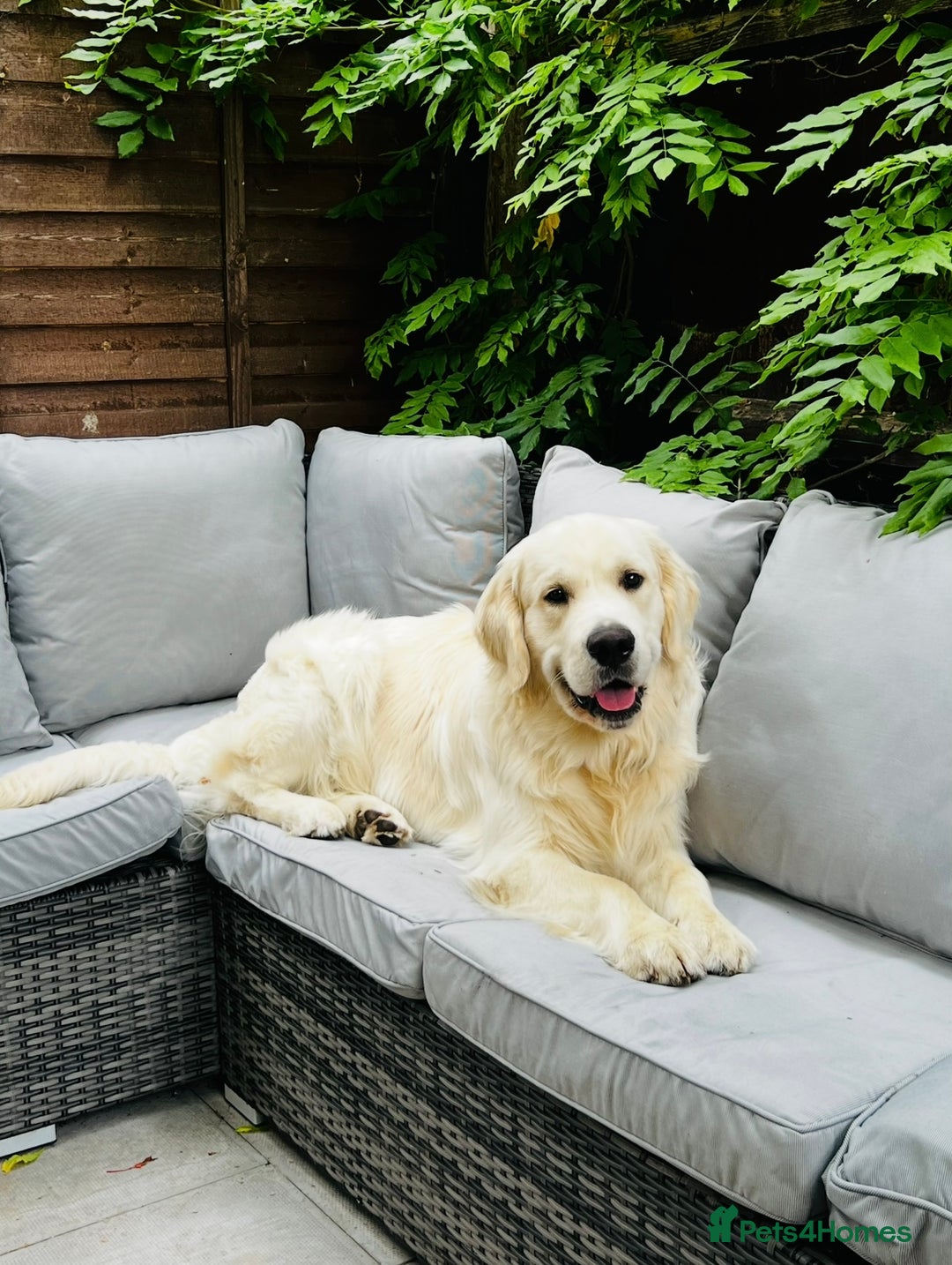 Golden Retriever dogs for sale: 8 Outstanding Chunky Cream Golden Puppies  - Image 6