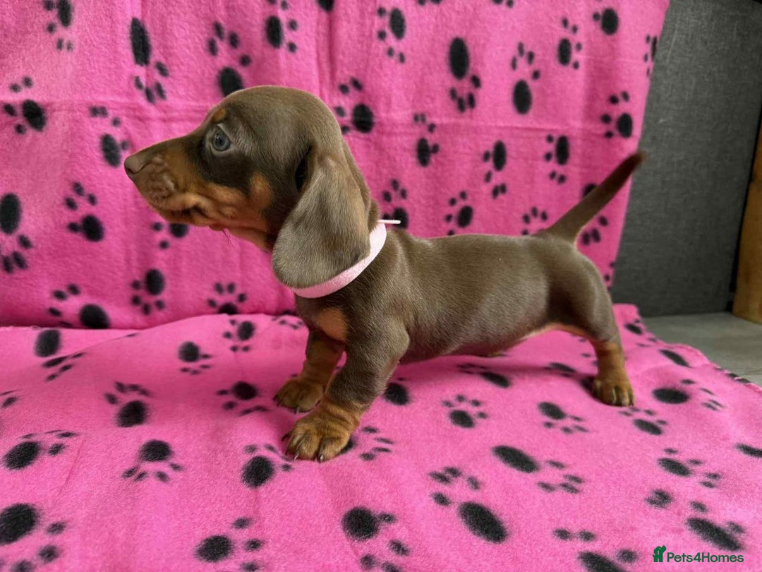 Miniature Dachshund dogs for sale: STUNNING MINIATURE DACHSHUND PUPPIES FOR SALE  - Image 2