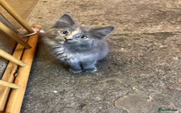 Mixed Breed cats for sale: Stunning fluffy kittens - Image 6