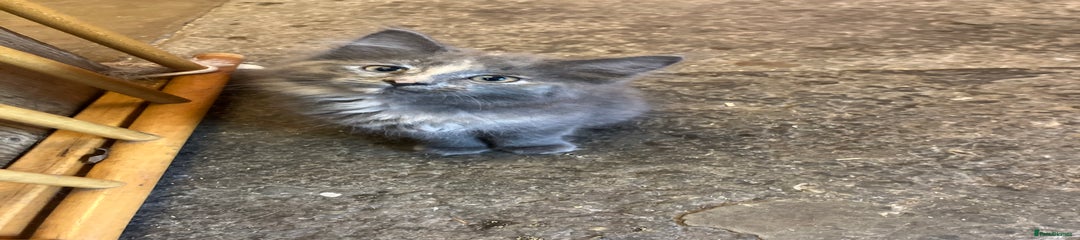 Mixed Breed Kitten 2