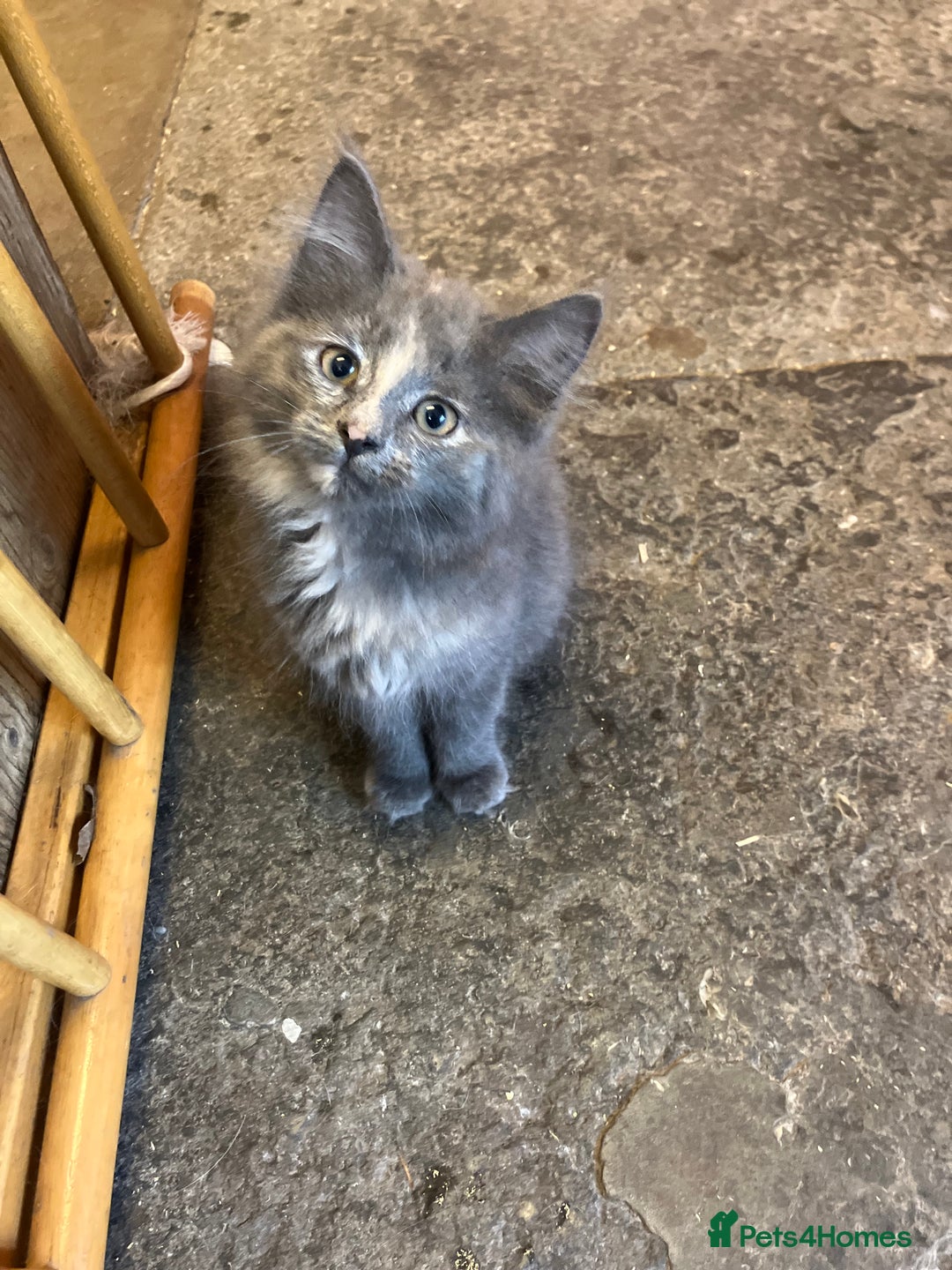 Mixed Breed cats for sale: Stunning fluffy kittens - Image 6