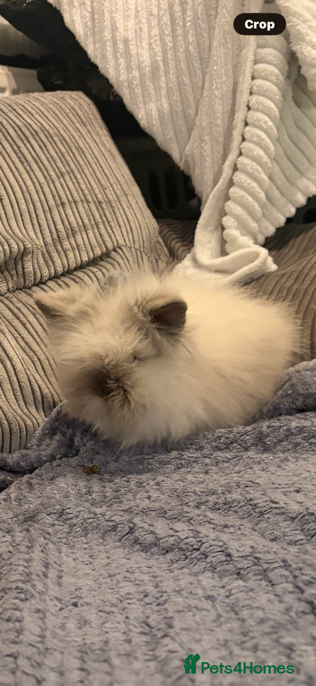 Mini Lion Lop rabbits for sale: Gorgeous fluffy little mini lion lop baby bunny’s  - Advert 3