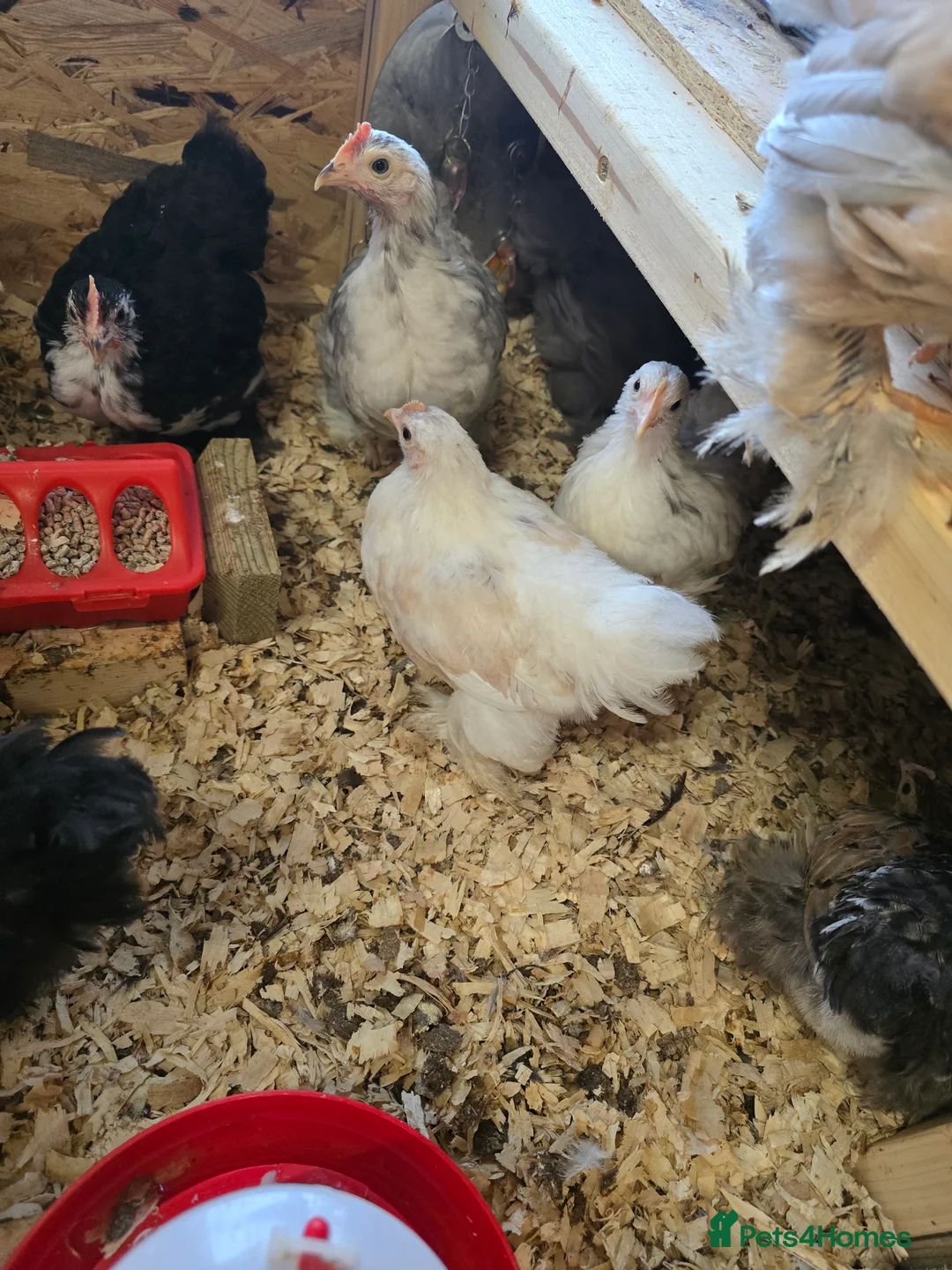 Chickens poultry for sale: Pekin bantam pullets - ready togo - Advert 2