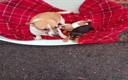 Jack Russell dogs for sale: Jack Russell puppys - Image 4