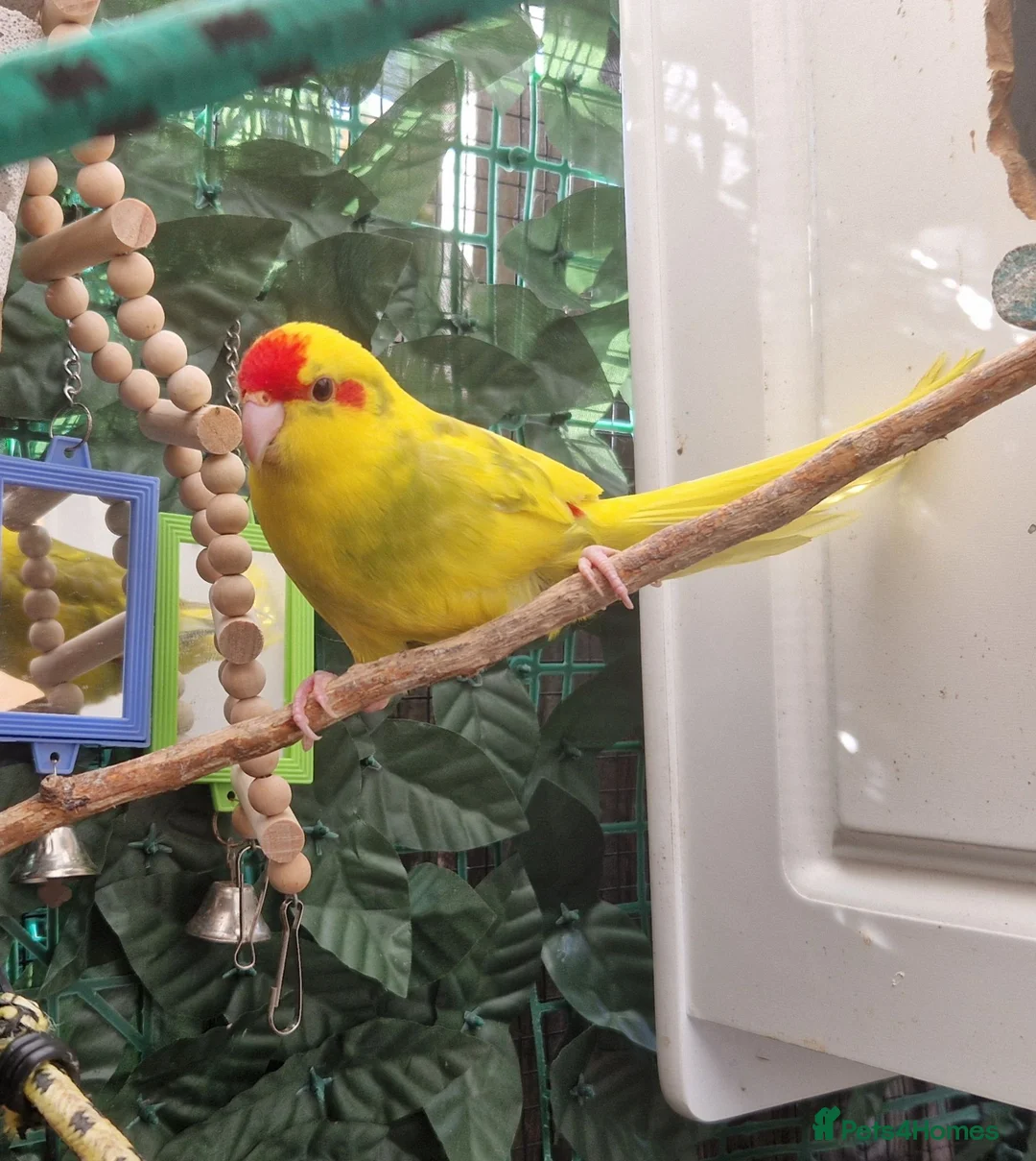 Mixed Breed birds for sale: 2x kakarikis left 1 male 1 female £55 each - Advert 2