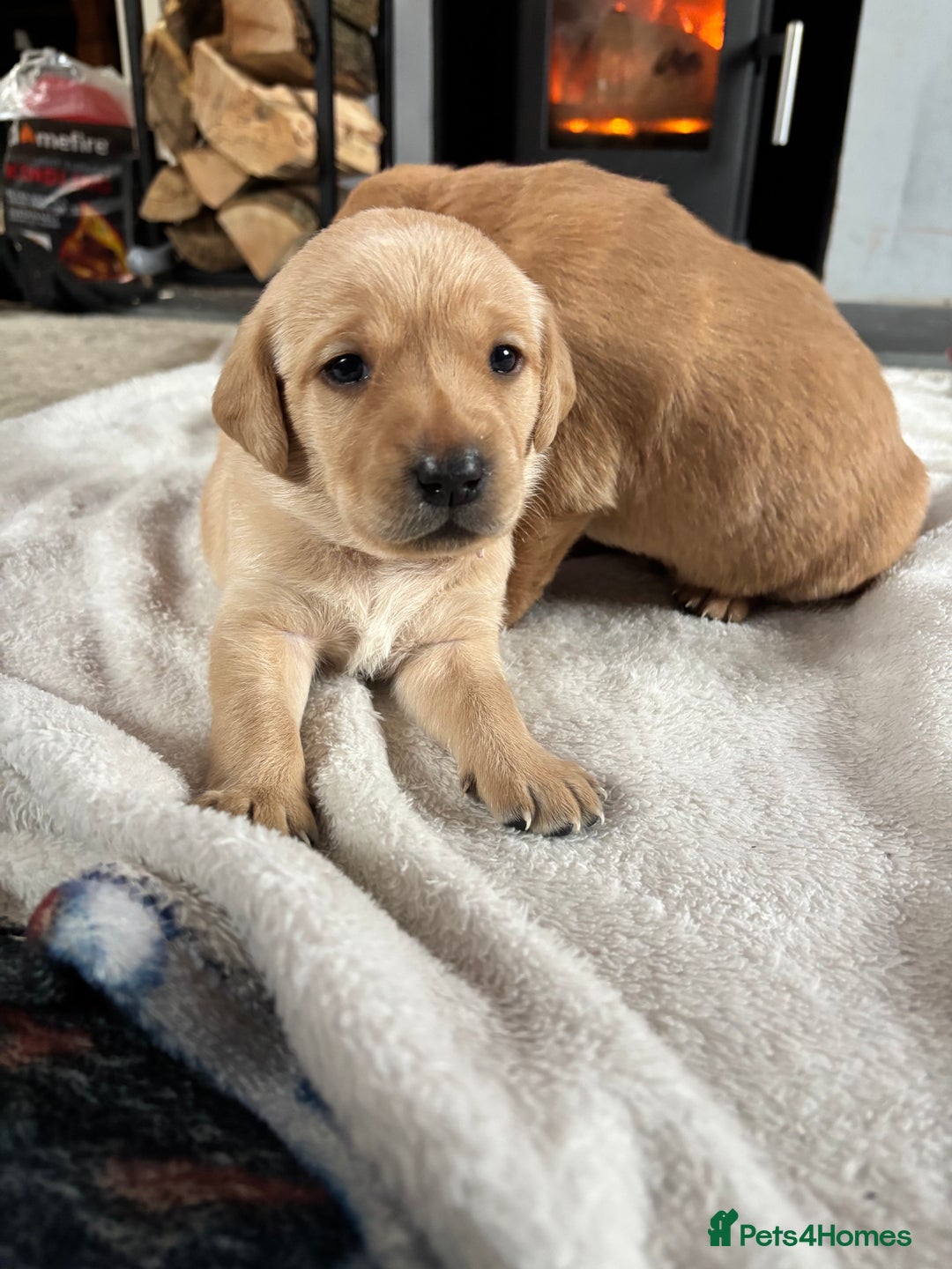 Labrador Retriever dogs for sale: HOME REARED KENNELCLUB REGISTERED LABRADOR PUPPIES - Advert 8
