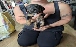 Mixed Breed dogs for sale: Jack, Springer X staffy, lurcher puppies - Image 34