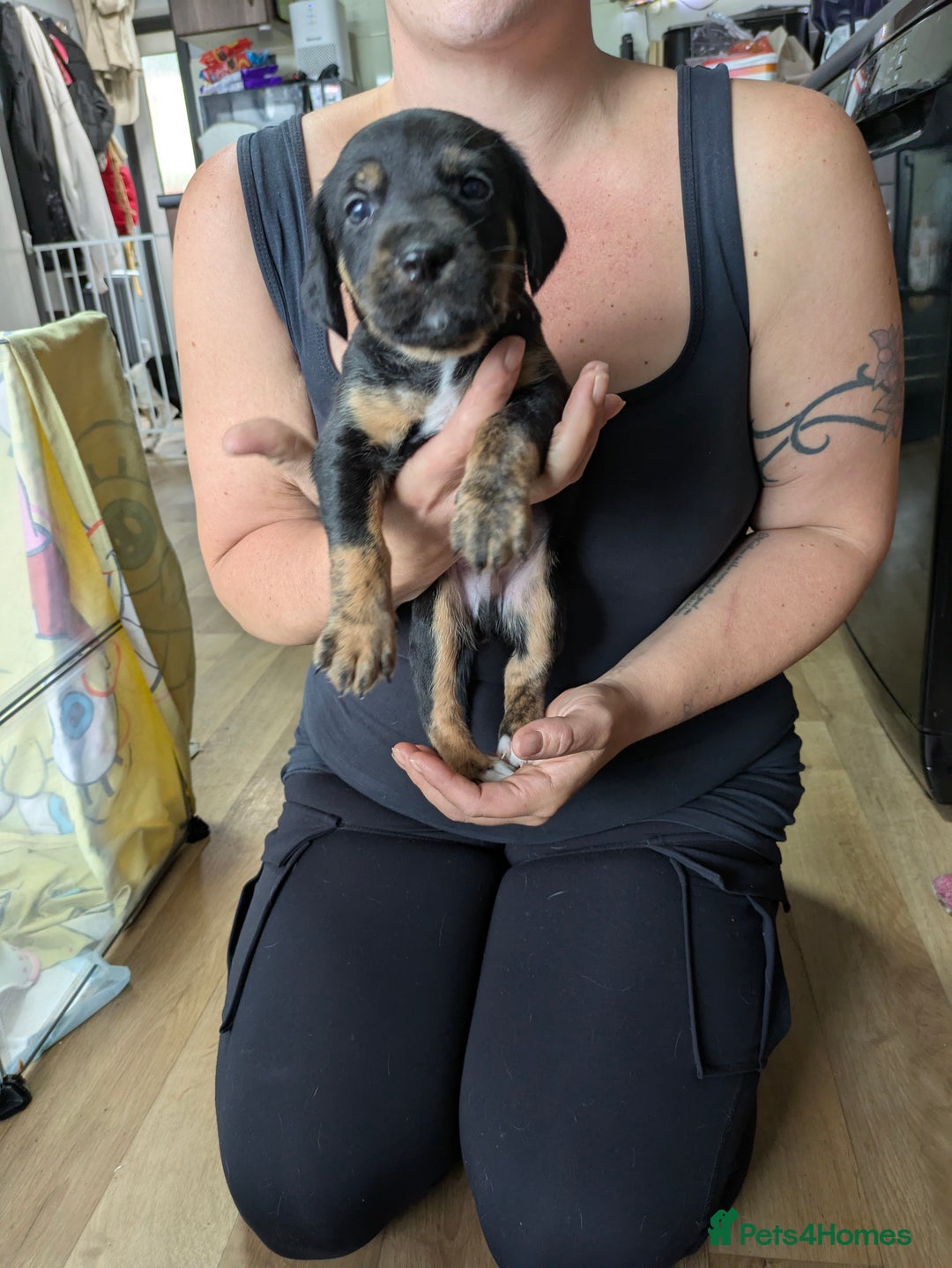 Mixed Breed dogs for sale: Jack, Springer X staffy, lurcher puppies - Image 34