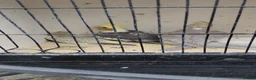 Cockatiels birds for sale: YOUNG COCKATIELS FOR SALE  - Advert 3