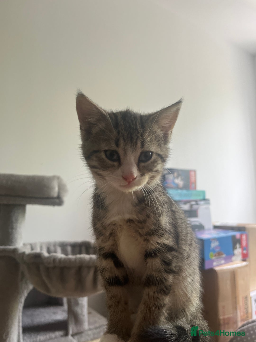 Mixed Breed cats for sale: One girl kitten - Image 2