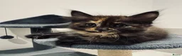 Maine Coon cats for sale: Absolutely gorgeous Maine Coon cross Kittens - Advert 21