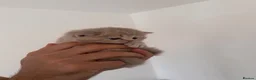 British Shorthair cats for sale: Adorable British shorthair kittens  - Advert 4