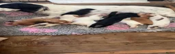 Cocker Spaniel dogs for sale: Kc health tested working cocker pups - Advert 10