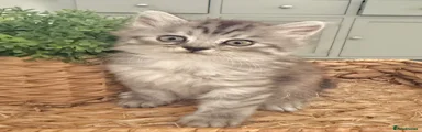 Persian 3