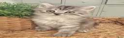 Persian cats for sale: 1/2 Persian kittens  - Advert 7