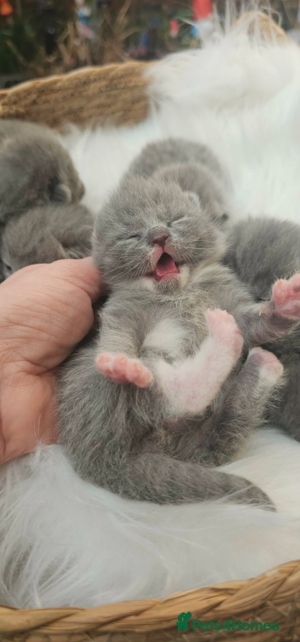 British Shorthair cats High Quality British Shorthair Kittens GCCF - Advert 2