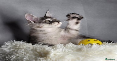 Maine Coon cats - Advert 16
