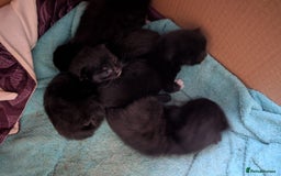 Ragdoll cats for sale: Half ragdoll kittens - Image 1