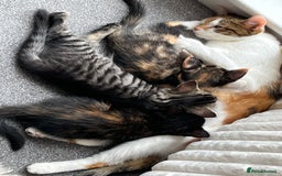 Mixed Breed cats for sale: Adorable 8wk Long-Haired Kittens – Ready Now  - Image 11