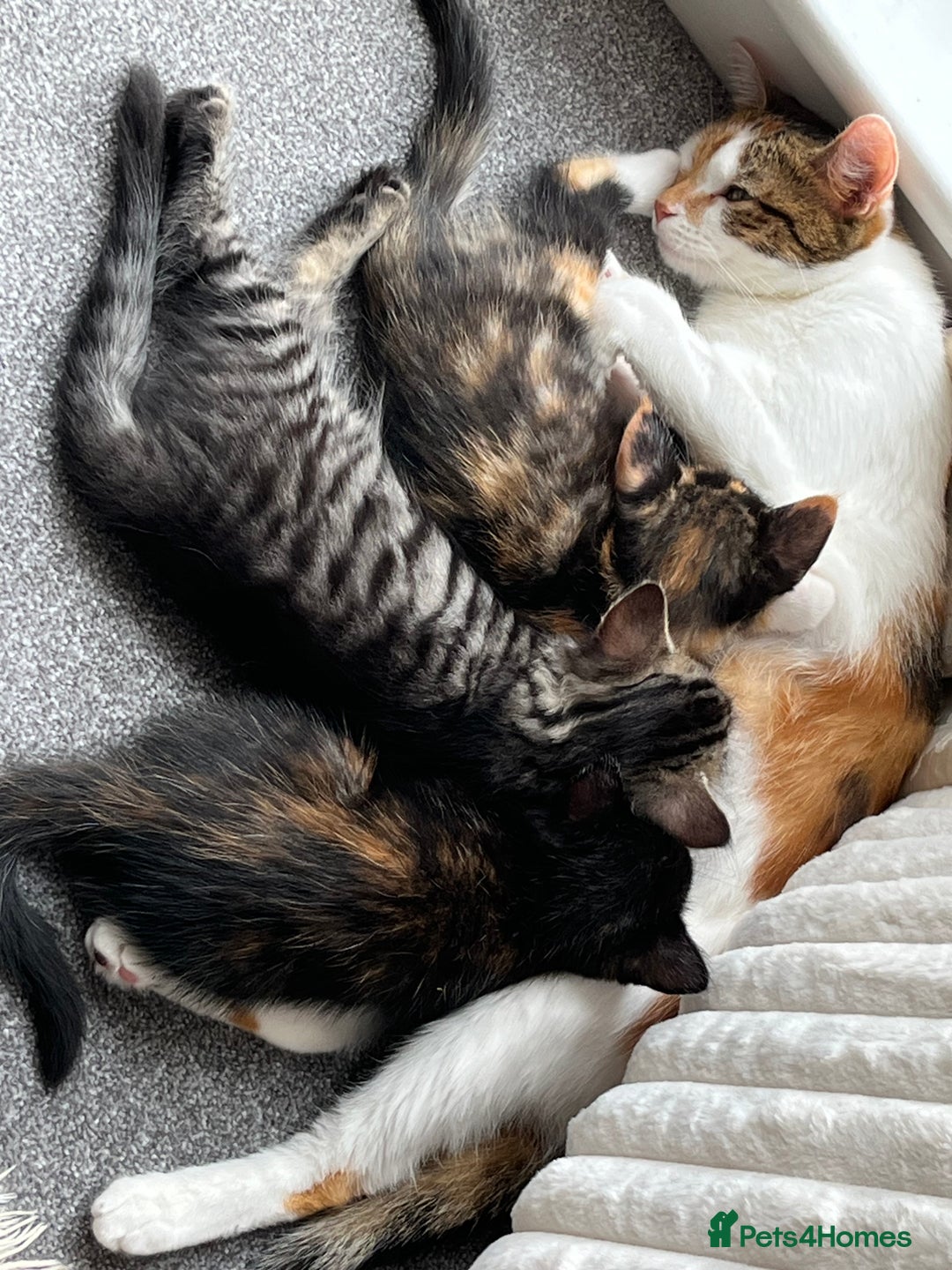 Mixed Breed cats for sale: Adorable 8wk Long-Haired Kittens – Ready Now  - Image 11