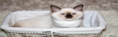 Gorgeous Seal Mitten Ragdoll Female Kitten Green Collar