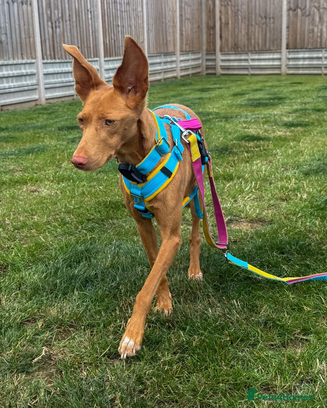 Ibizan Hound dogs for adoption: Cris - sweet female Podenco  in Ware - Advert 18