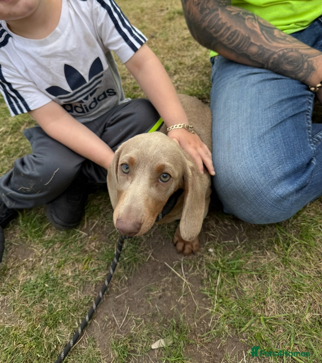 Dachshund dogs for sale: Isabella tan Dashound  - Image 5