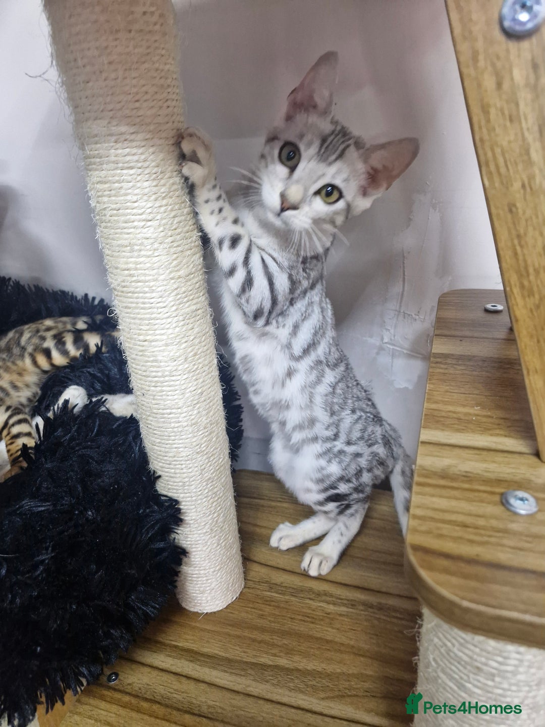 Bengal cats for sale: READY REDUCED TICA Genetic/Health Tested Bengals - Image 4