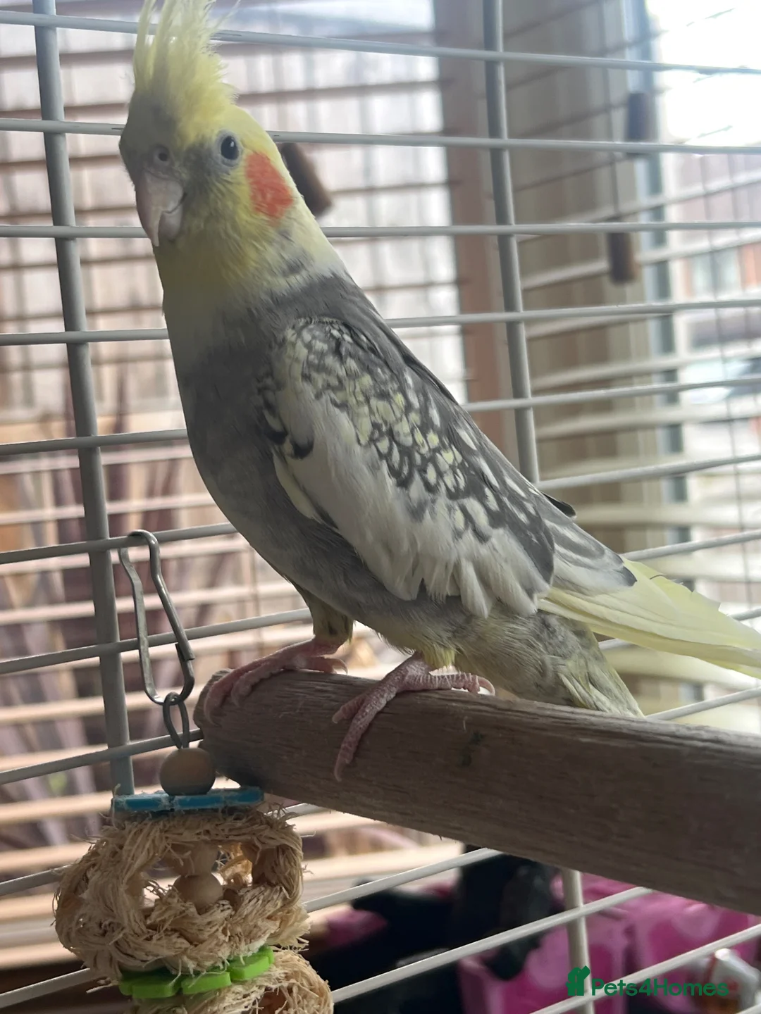 Cockatiels birds for sale: Cockatiels  in Kingswinford - Advert 2