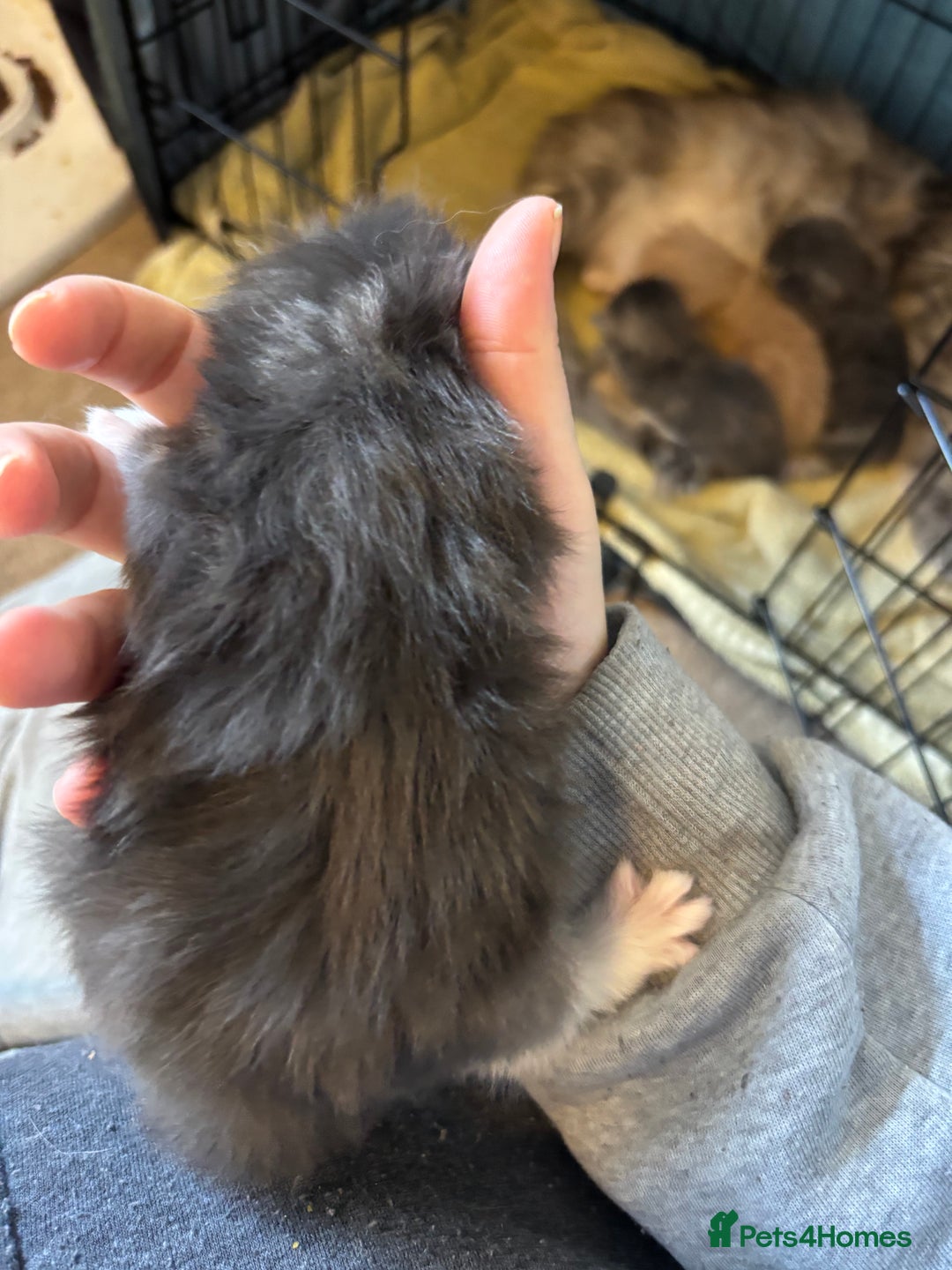 Maine Coon cats for sale: 5 Maine coon babies  - Advert 12