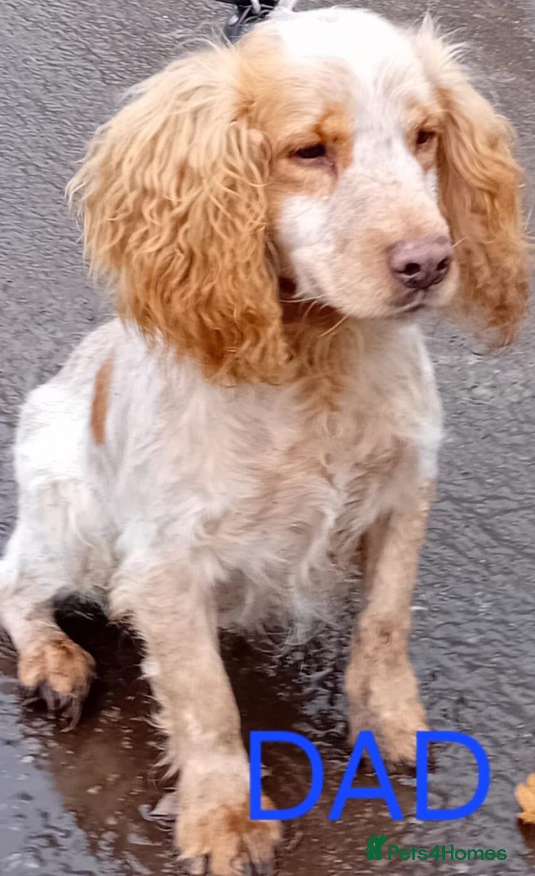 Cocker Spaniel dogs for sale: Cocka pups ready for new home - Image 4