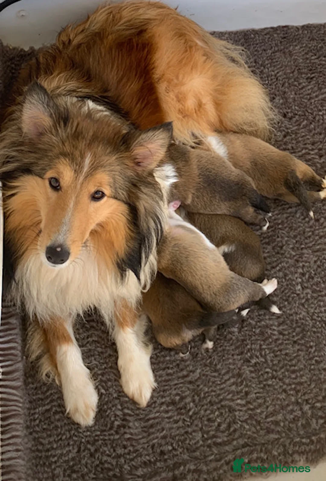 Shetland Sheepdog dogs for sale: KC SHETLAND SHEEPDOG PUPS  - Advert 8