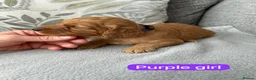 Cockapoo dogs for sale: Stunning F1 Cockapoo’s - Advert 20