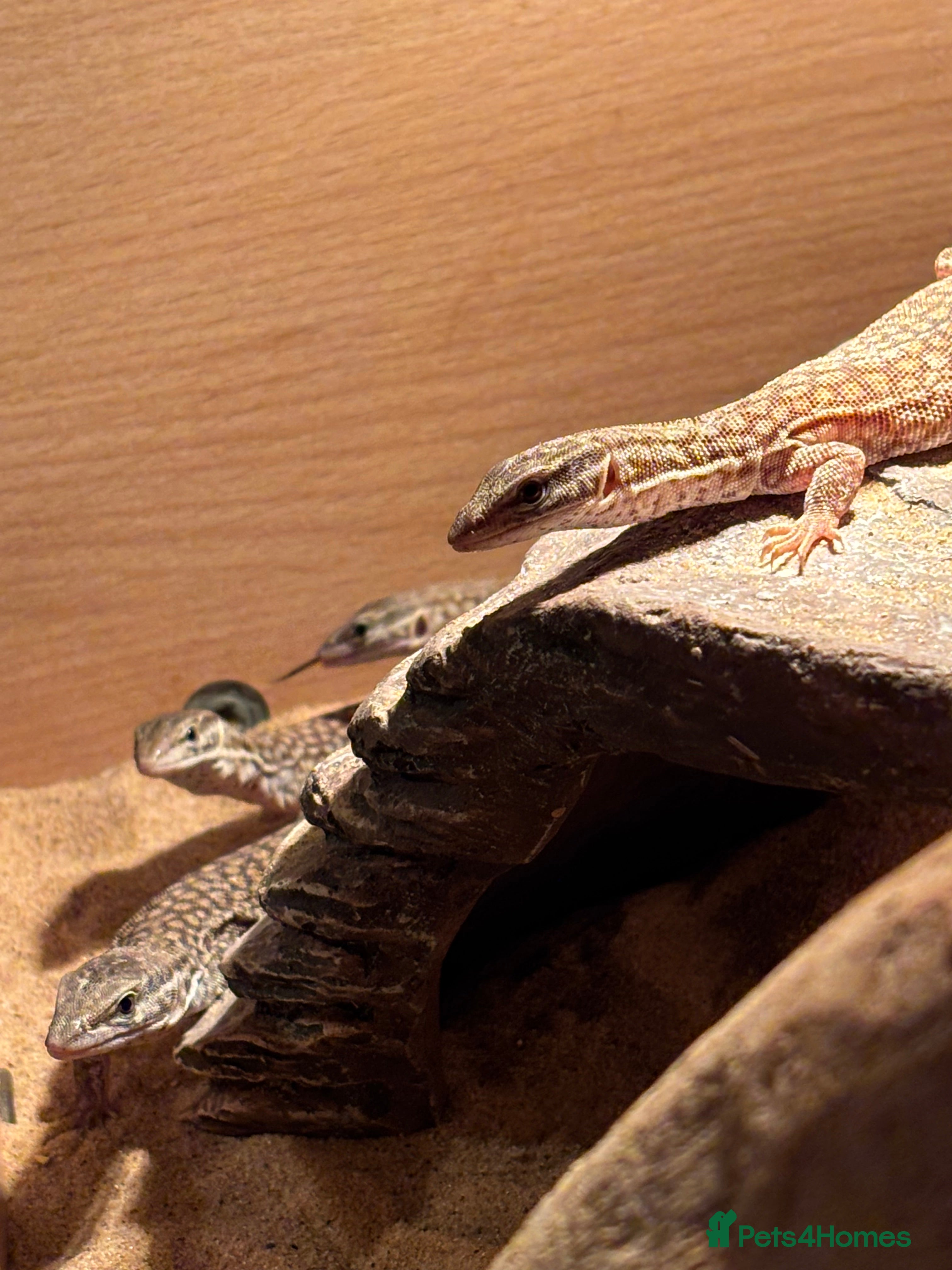 Monitor reptiles Baby red Ackie monitors  - Advert 2