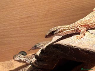 Monitor reptiles Baby red Ackie monitors - Advert 2