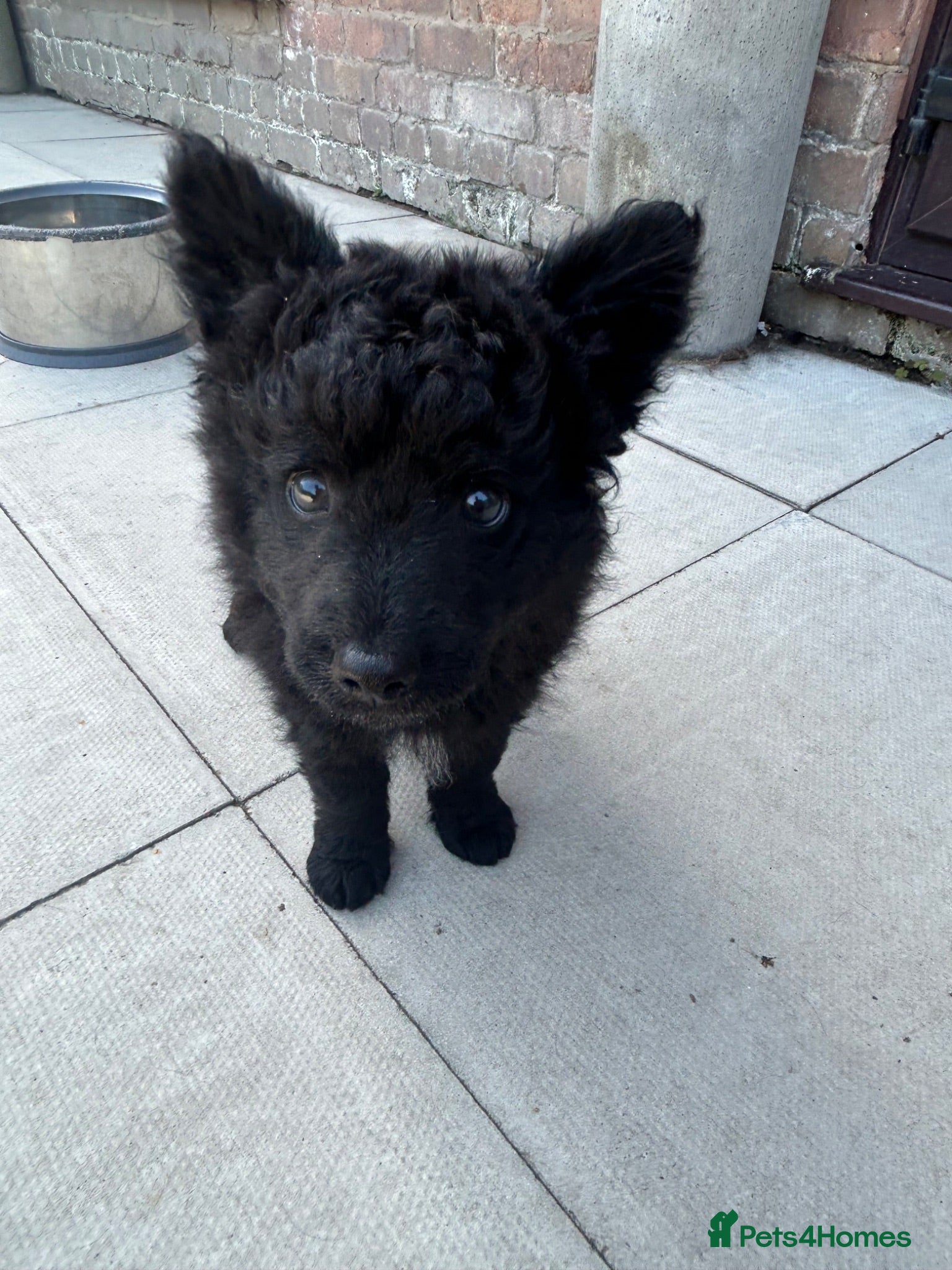 Mudi dogs KC registered Hungarian Mudi puppies  - Advert 1