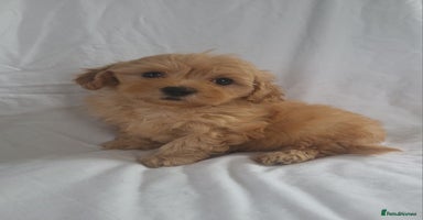 Maltipoo dogs - Advert 8