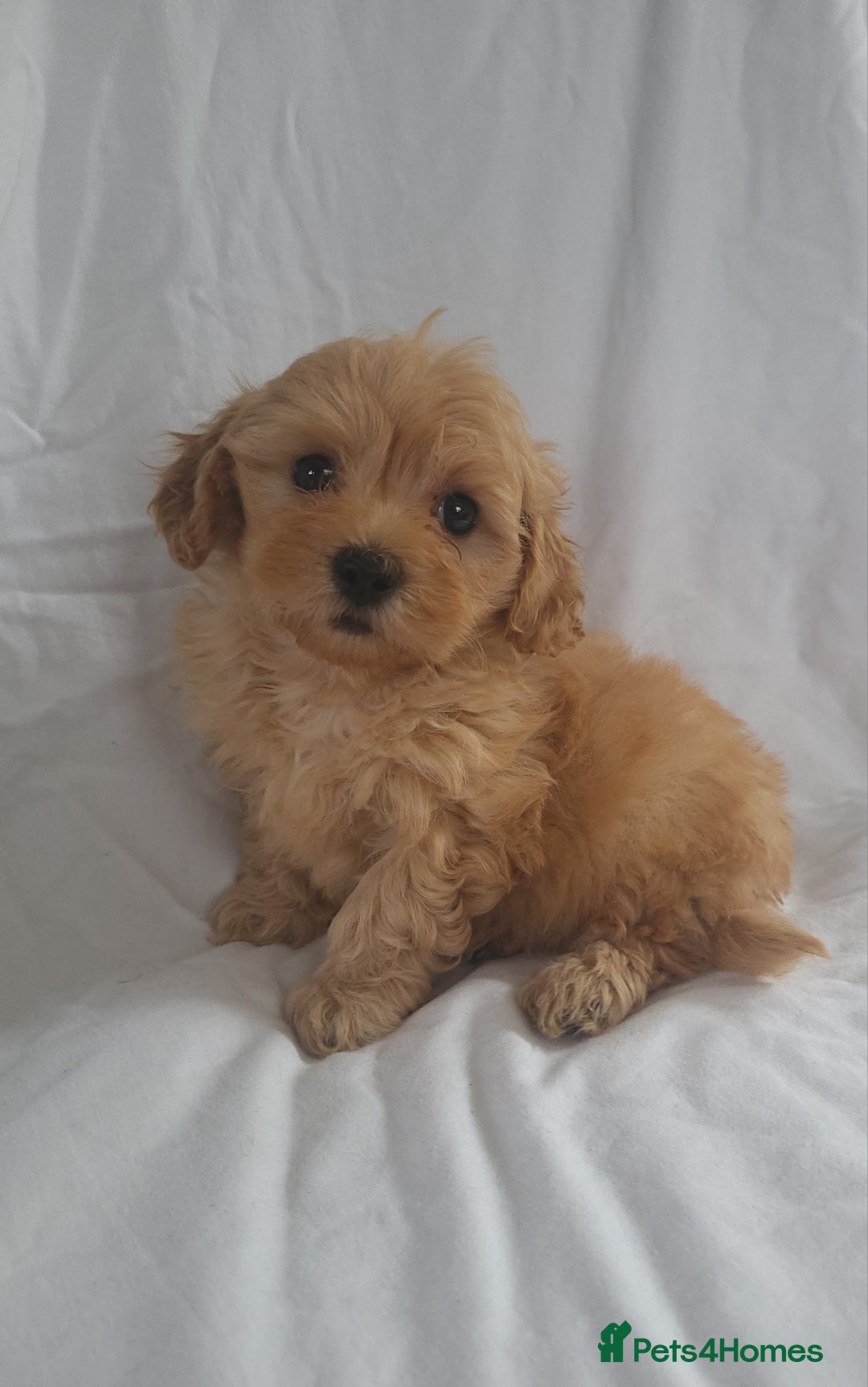Maltipoo dogs for sale: Maltipoo puppies 5🌟licence breeder  - Image 2