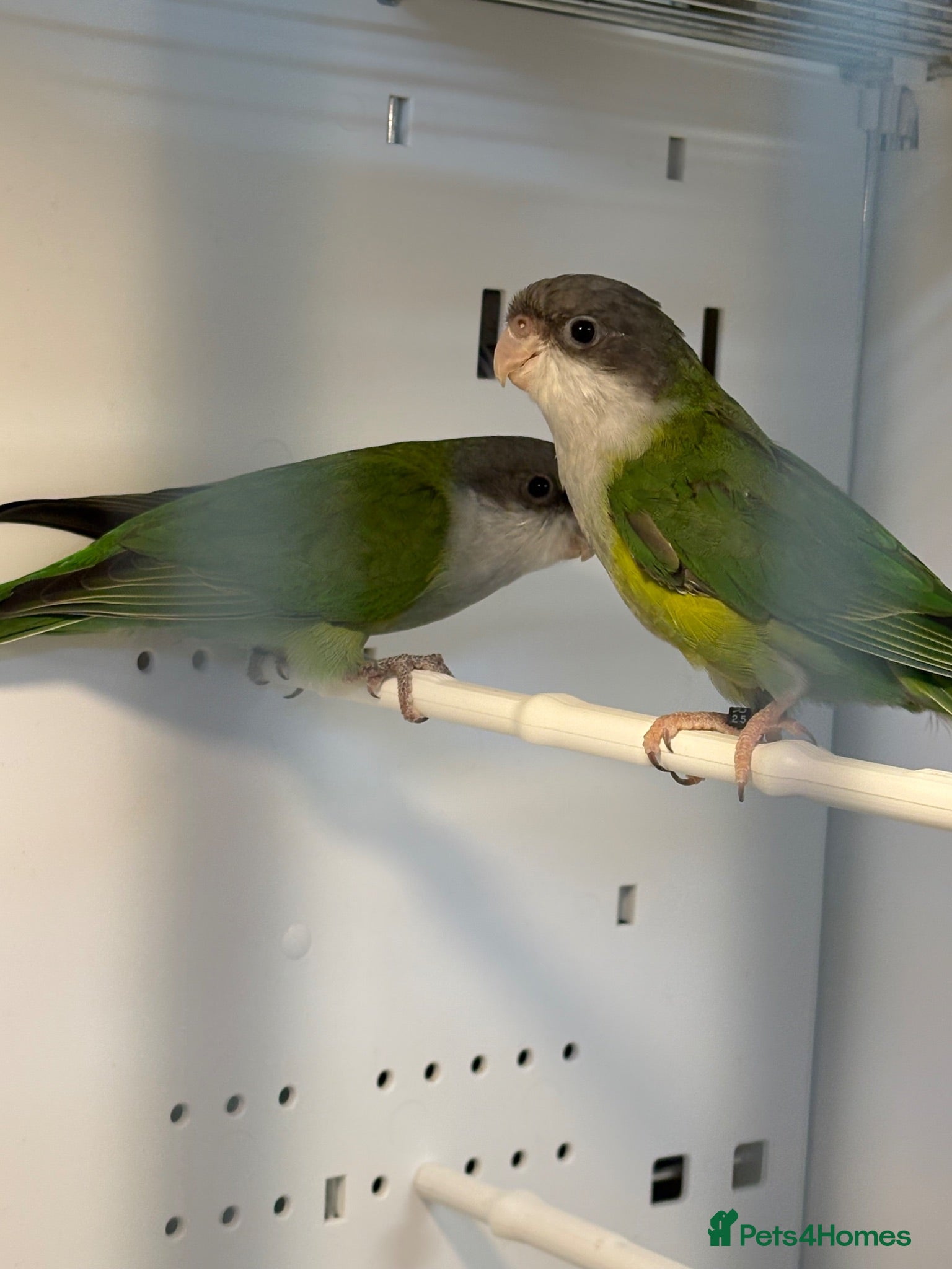 Parakeets birds Young bonded pair of sierra parakeets  - Advert 3