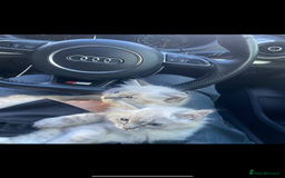 Ragdoll cats for sale: Ragdoll kittens due 25th August  - Image 12