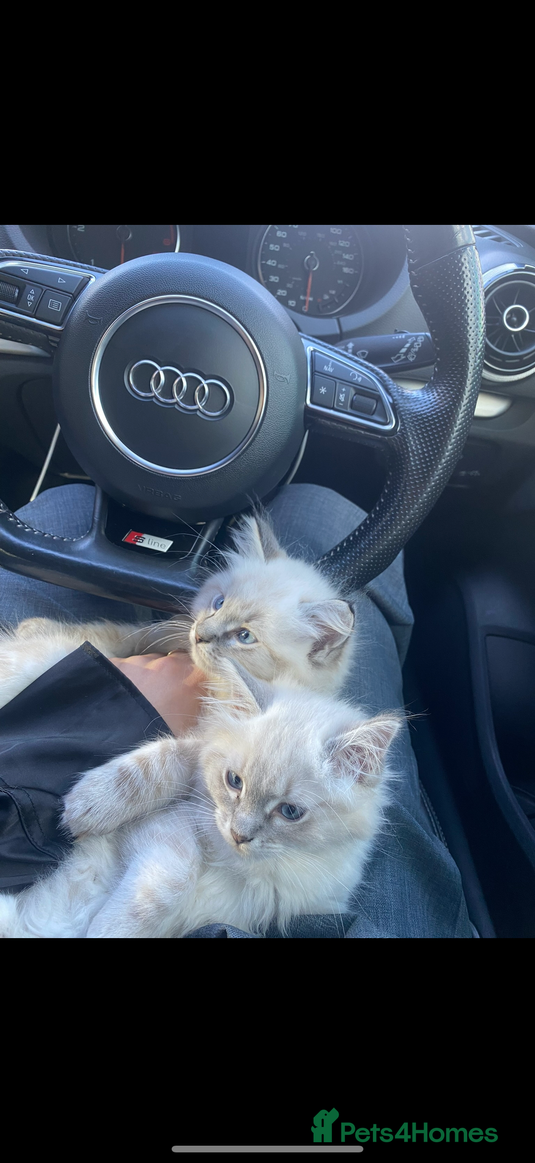 Ragdoll cats for sale: Ragdoll kittens due 25th August  - Image 12