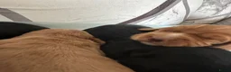 Cocker Spaniel dogs for sale: KC Registered working cocker spaniel puppies  - Advert 3