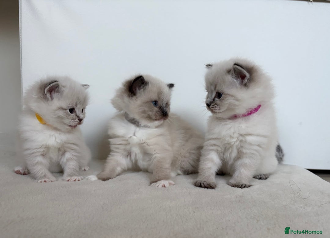 Ragdoll cats for sale: 🐾 Stunning Litter of Ragdoll Kittens - Advert 3